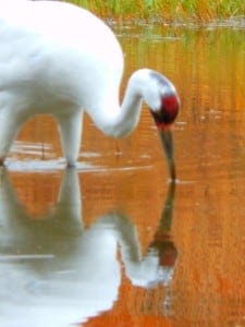 Female Whooping Crane Hunting at ICF