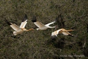 Flying whooping cranes (photo: Savingcranes.org)