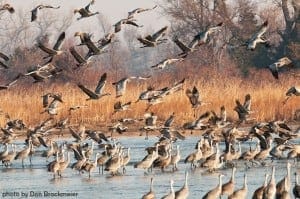 Sandhill crane flock (photo: Dan Brockmeier)