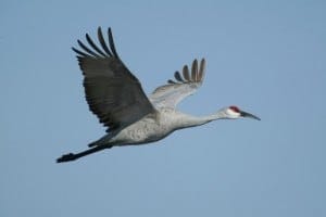 Sandhill crane flying (photo: Audubon.org)