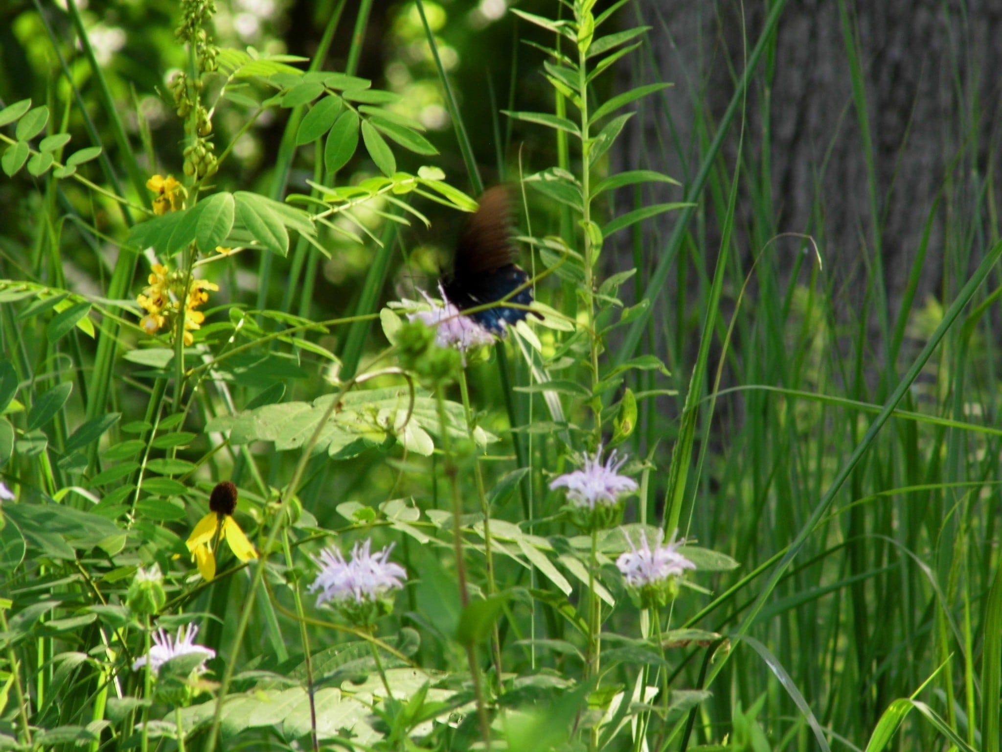 Native Plant Sale