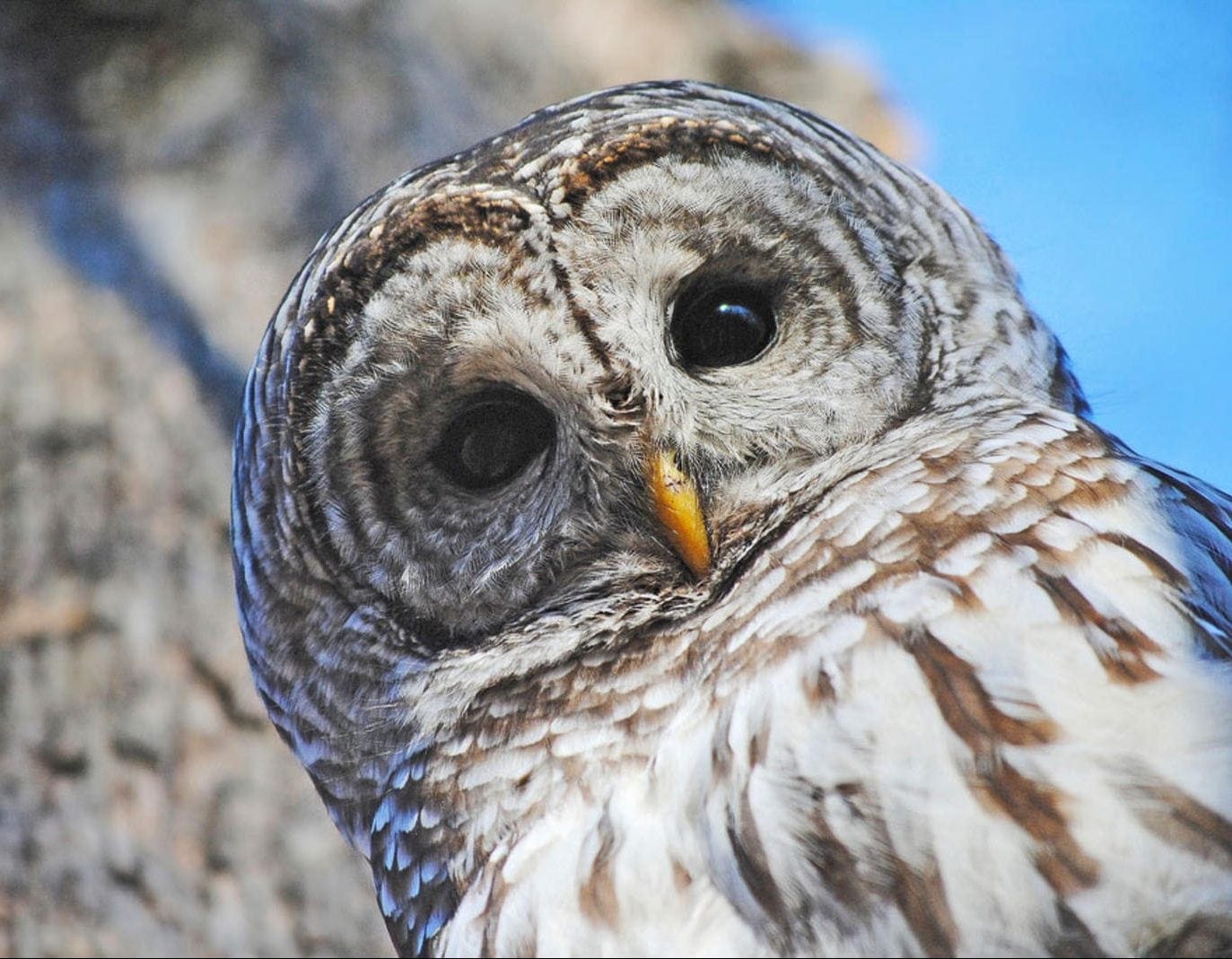 Owl Prowl- Full