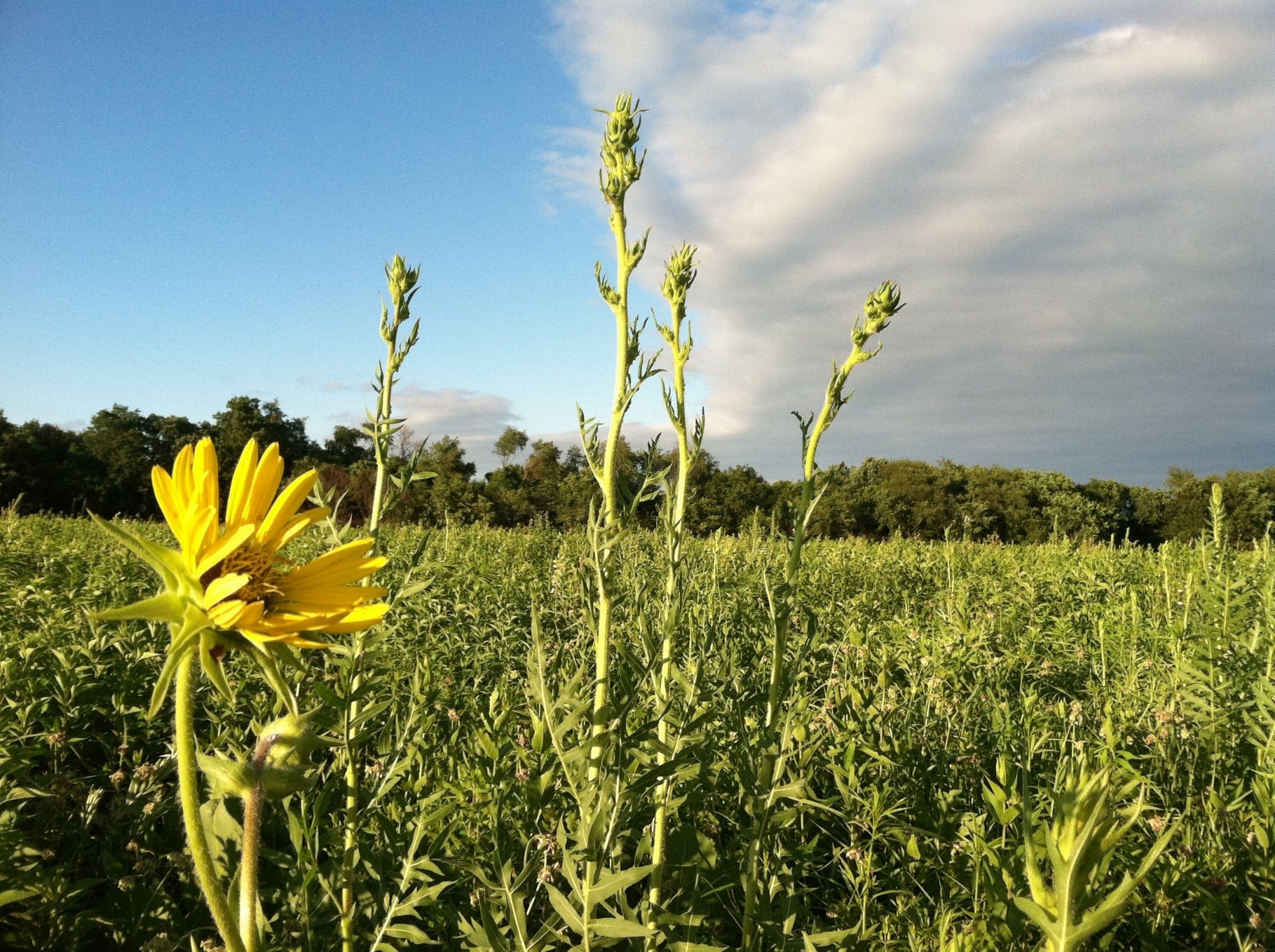 Honeysuckle Sweep at Heartland Prairie