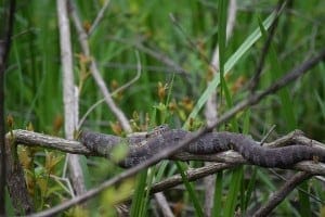 Common Watersnake, Photo by: Ramona Puskar