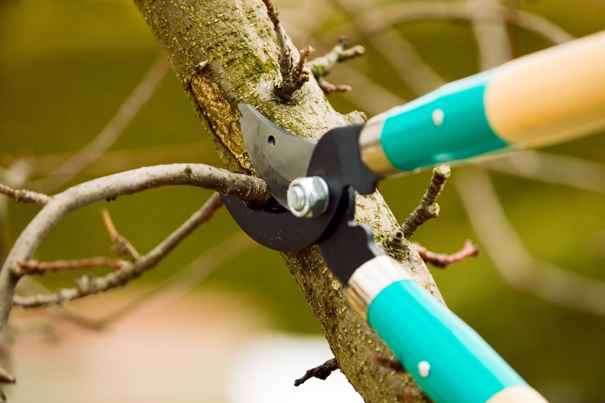 D.E.E.R. Speaker Series- Tree Pruning with Ken Wheat