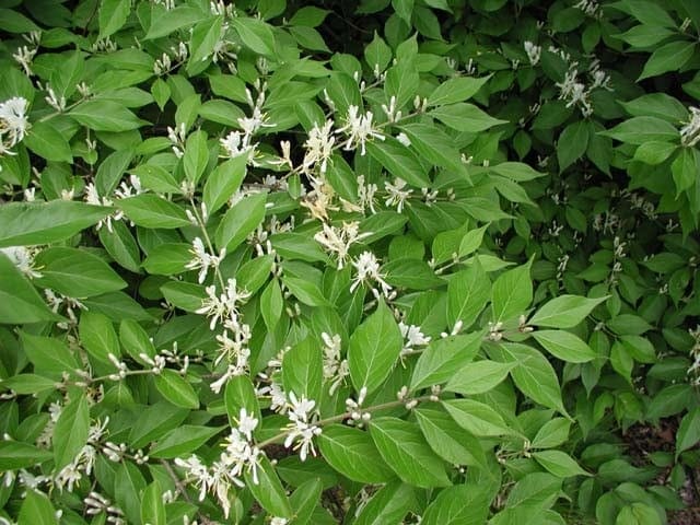 Bush Honeysuckle- A Common Invader