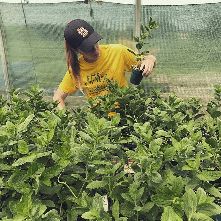 Greenhouse work