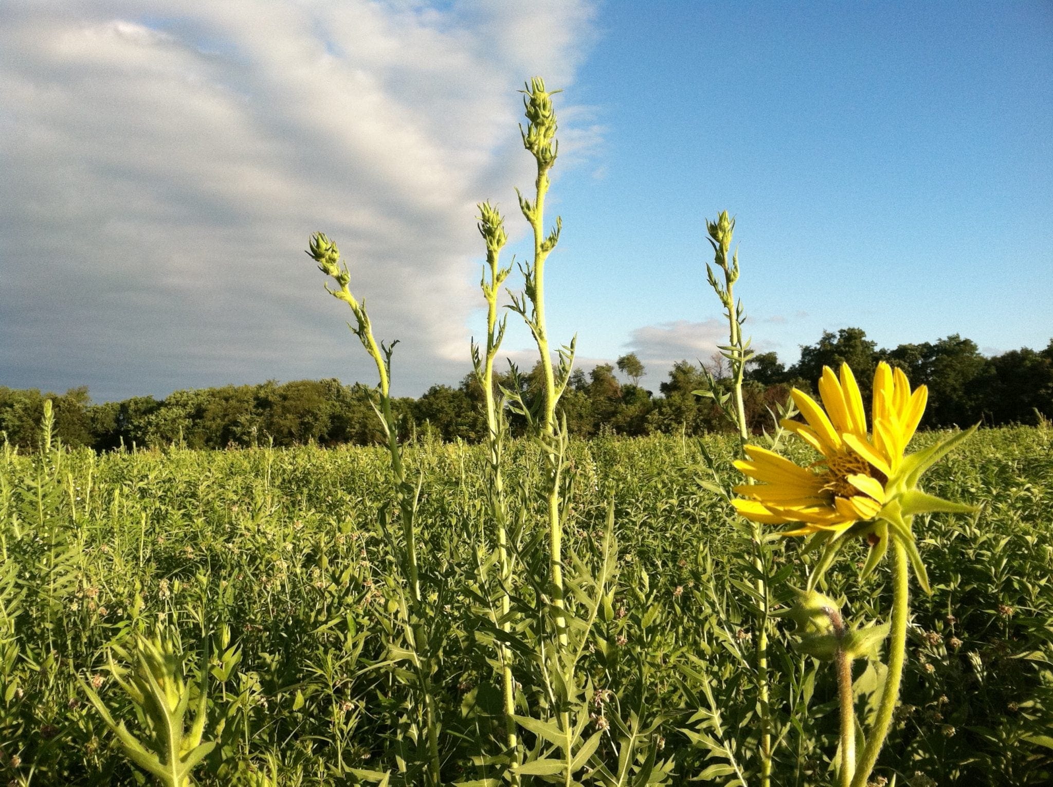 Heartland Prairie Hike