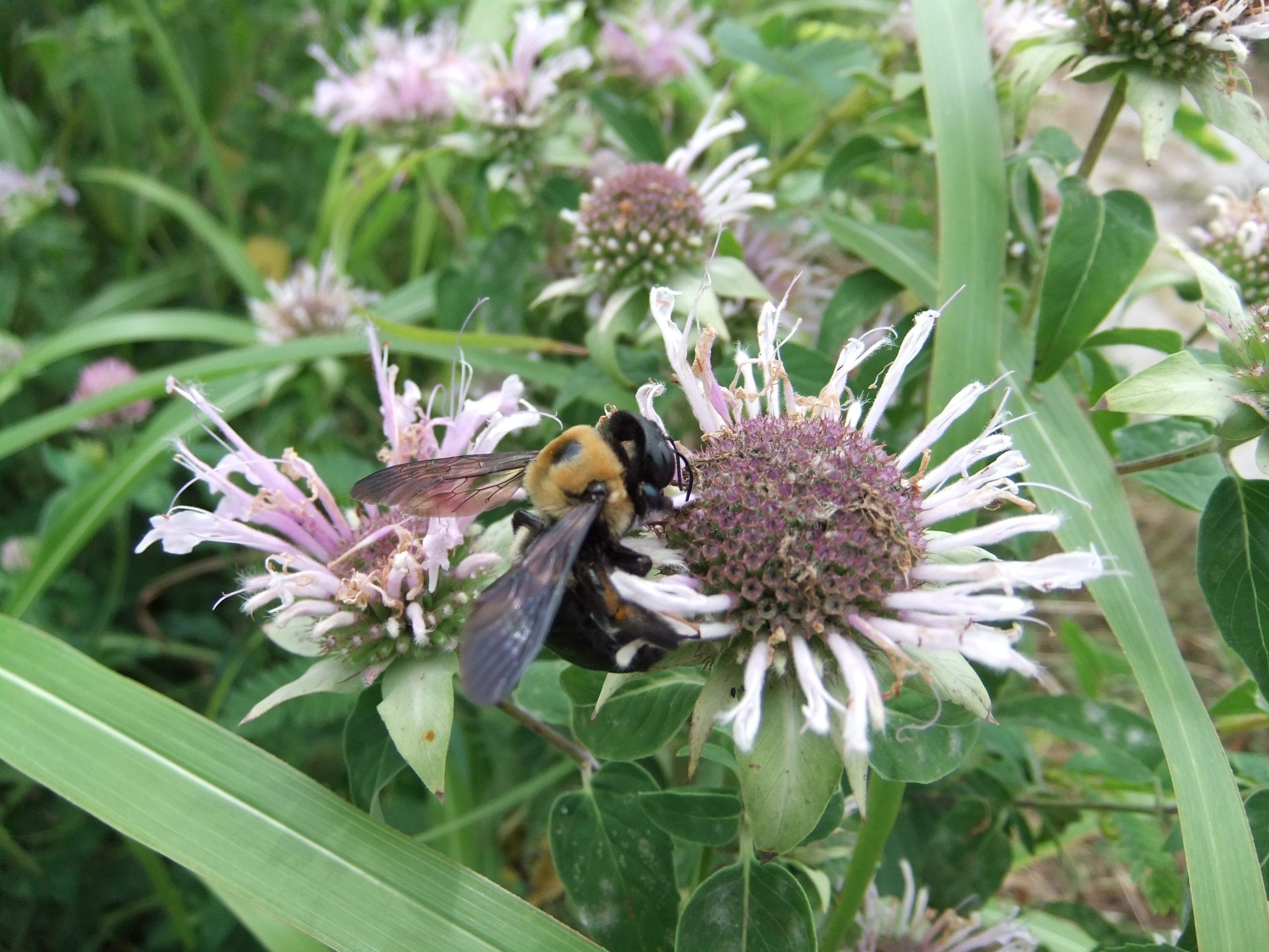 Pollinator Party: Native Bees