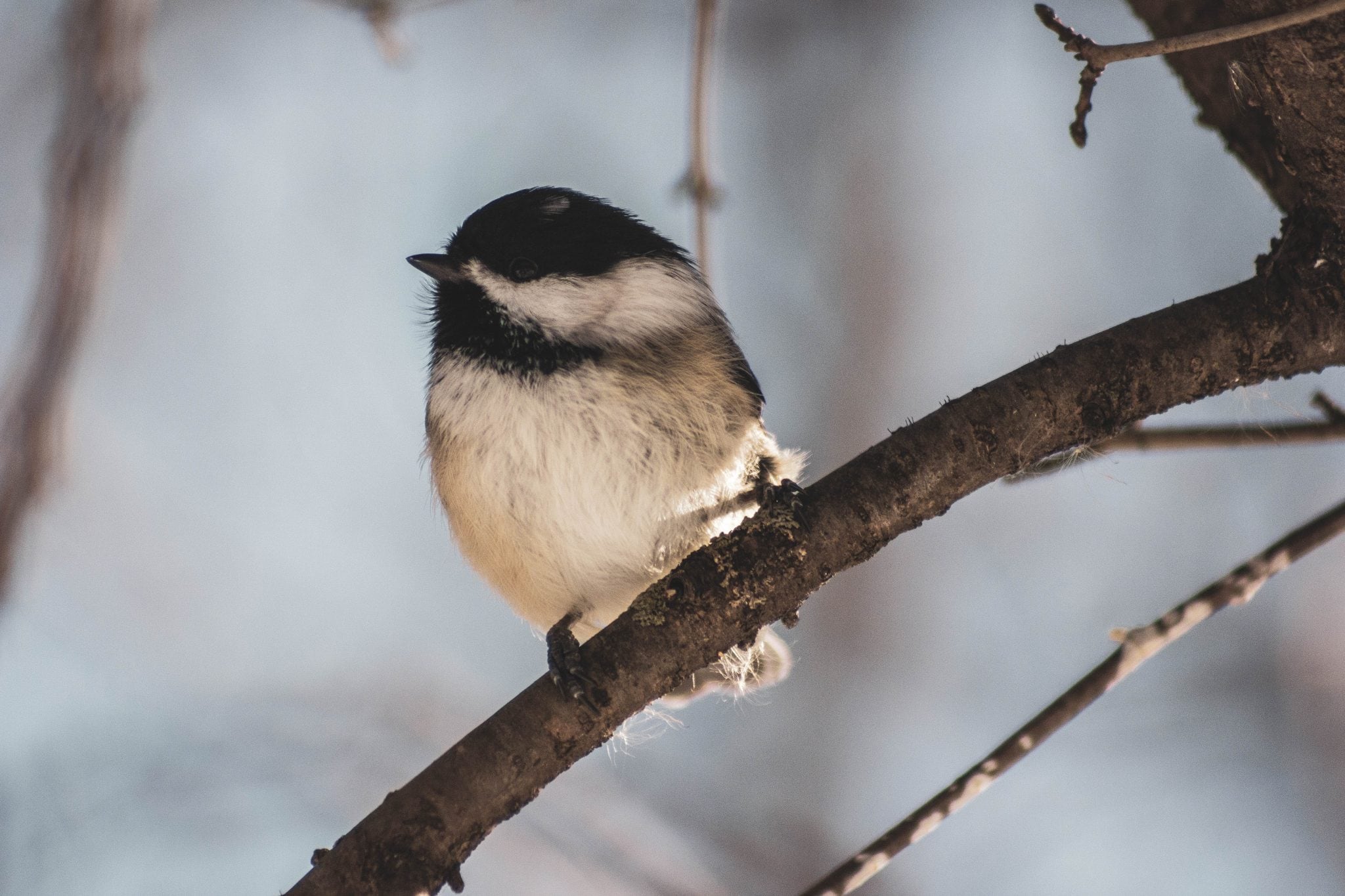 Wild Bird Feeding Workshop