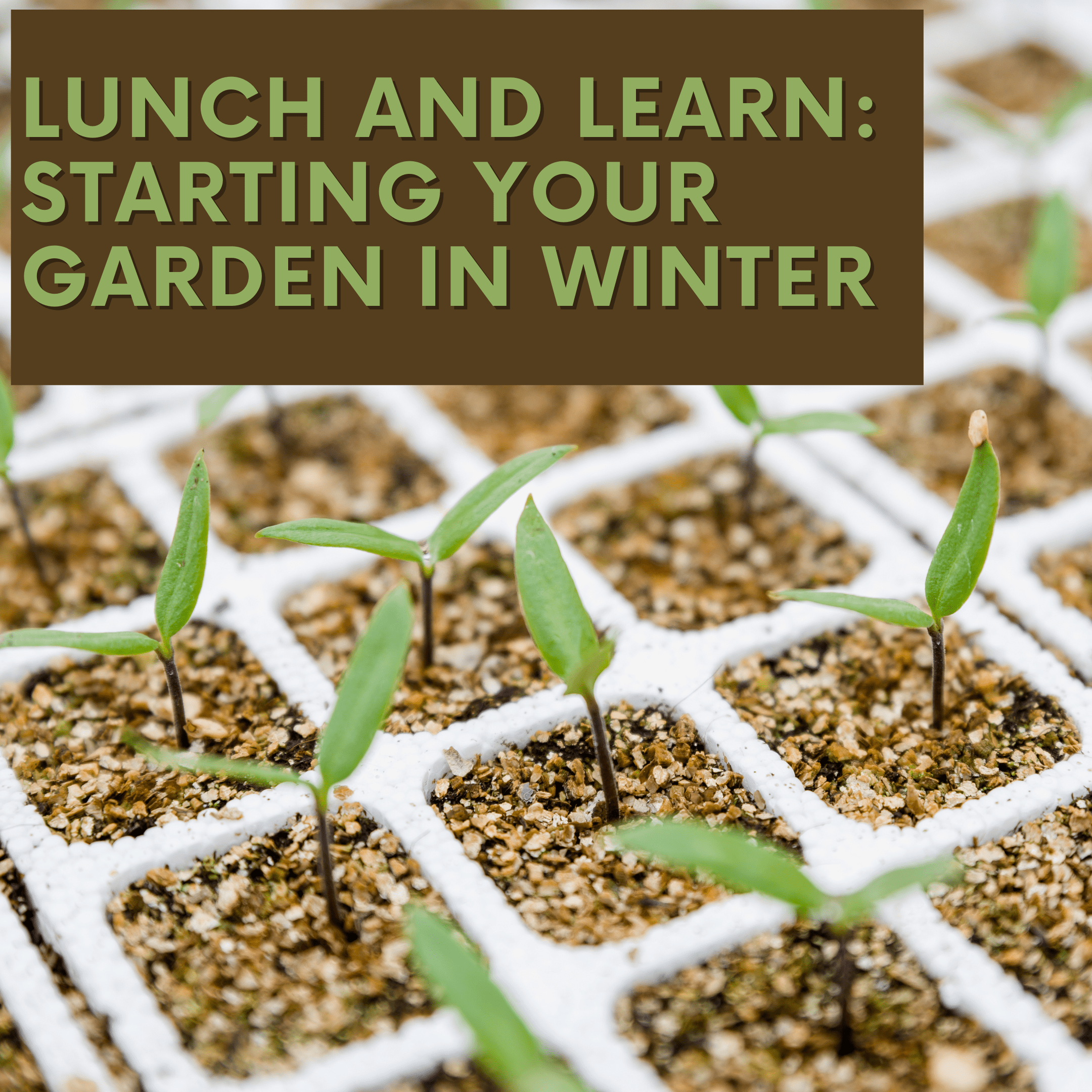 Lunch and Learn: Starting your Garden in Winter