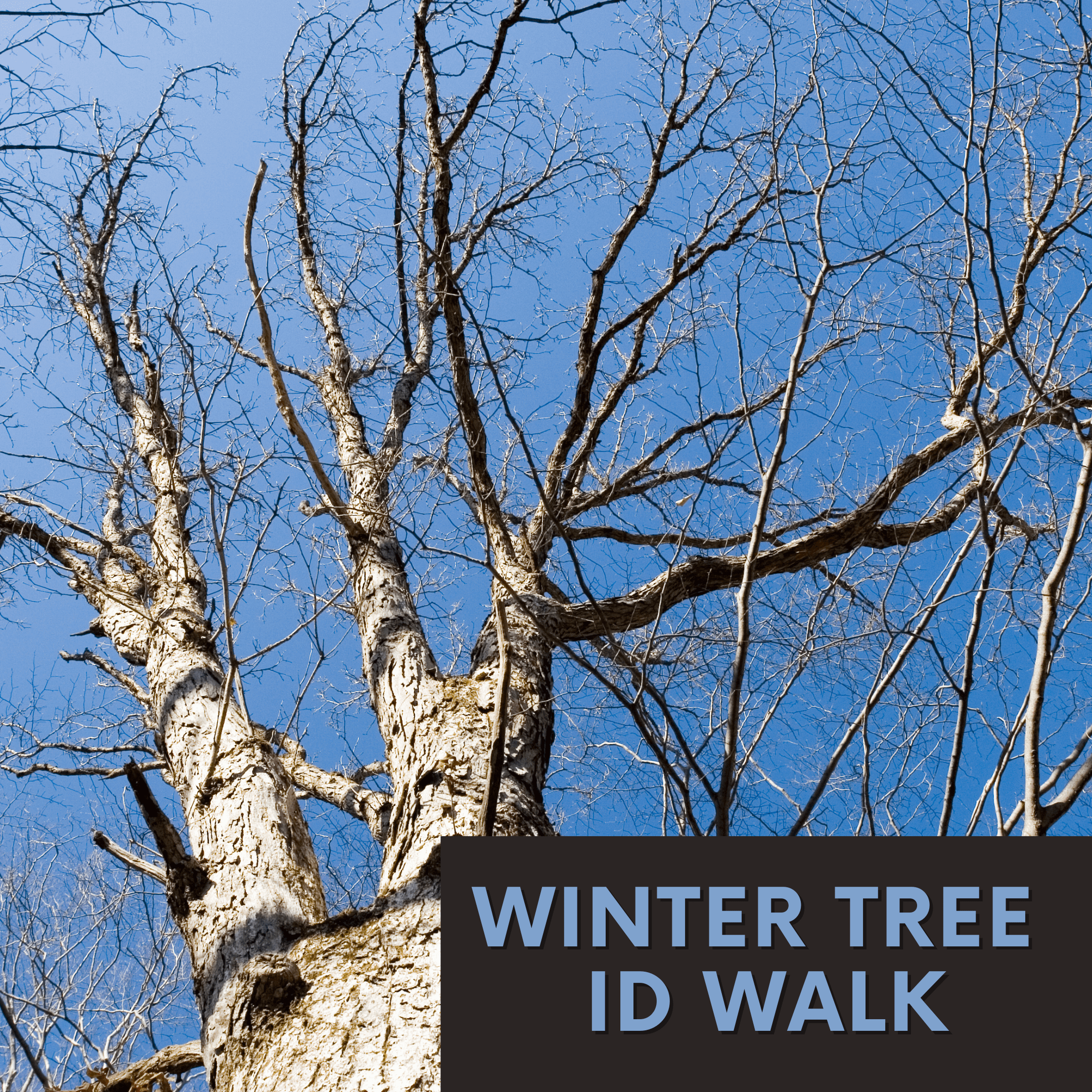 Registration Closed - Winter Tree ID Walk