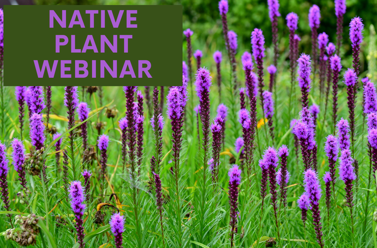 Native Plant Webinar