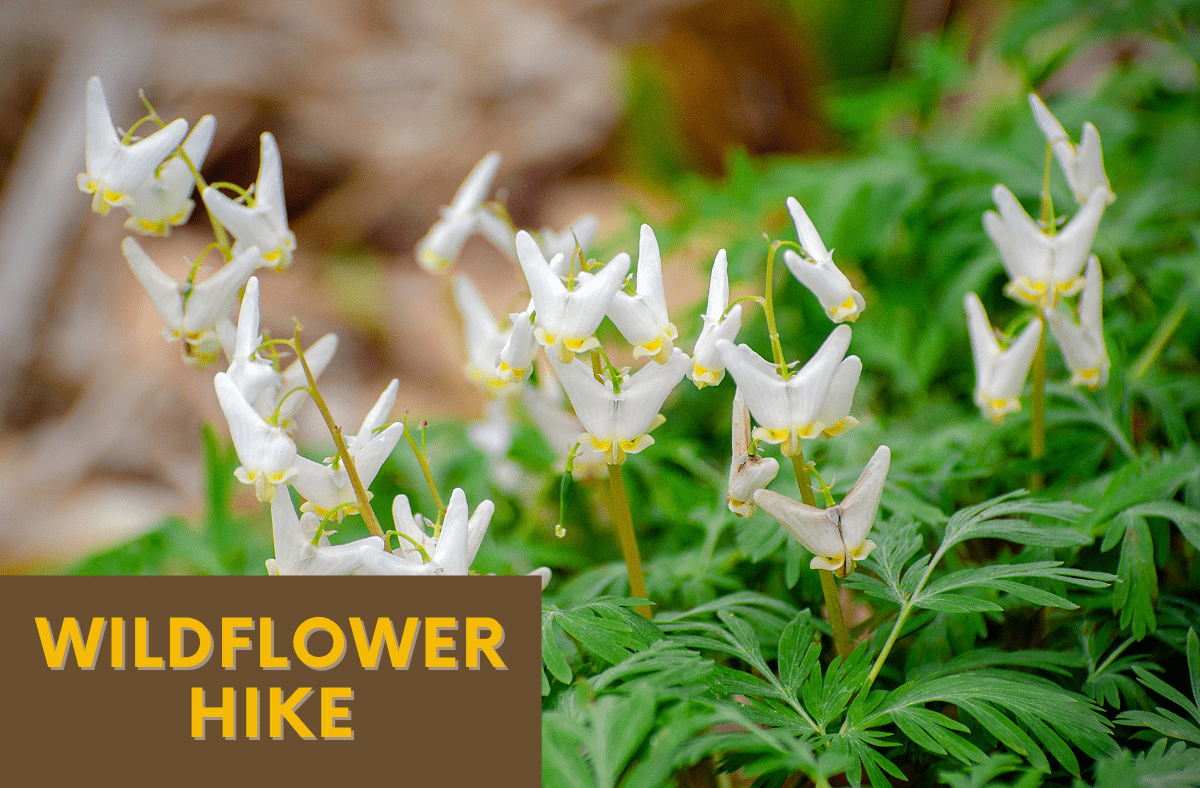 Full - Spring Wildflower Hike