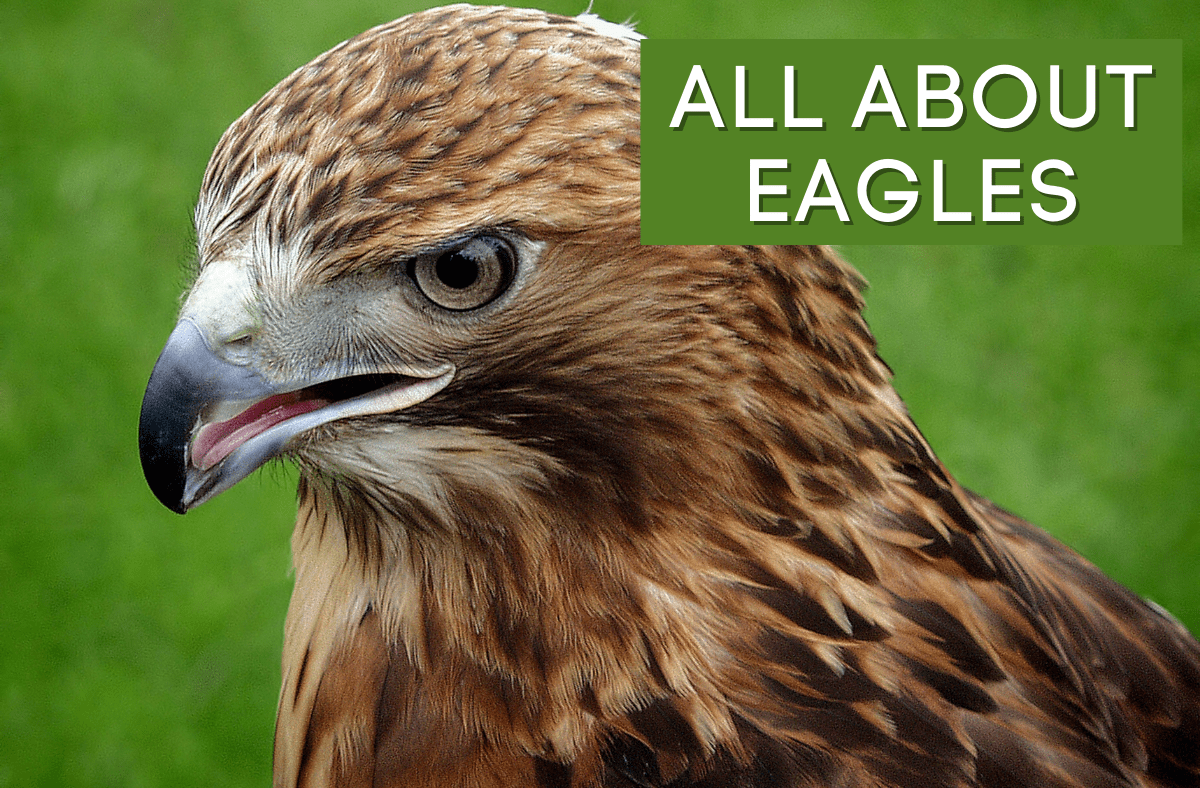 All About Eagles