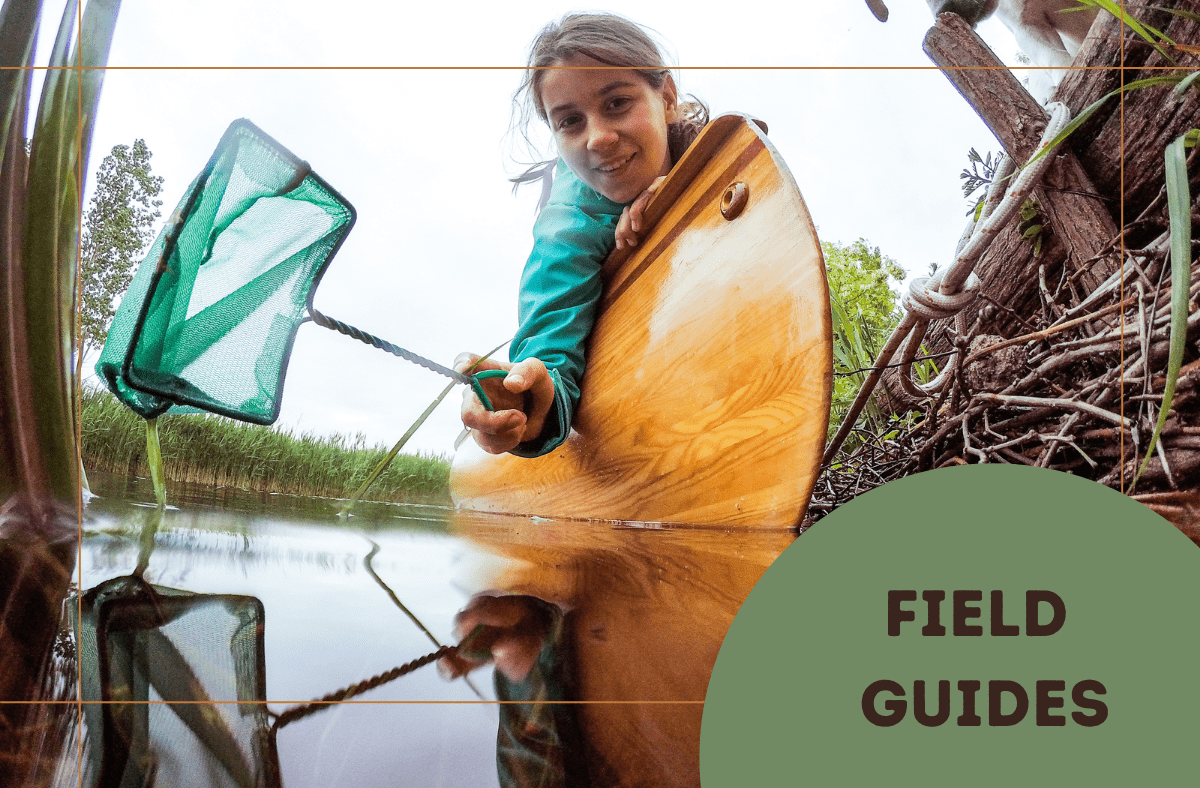 Field Guides: Fishing