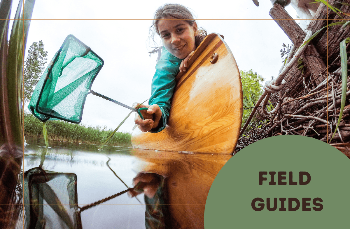 Field Guides: Archery