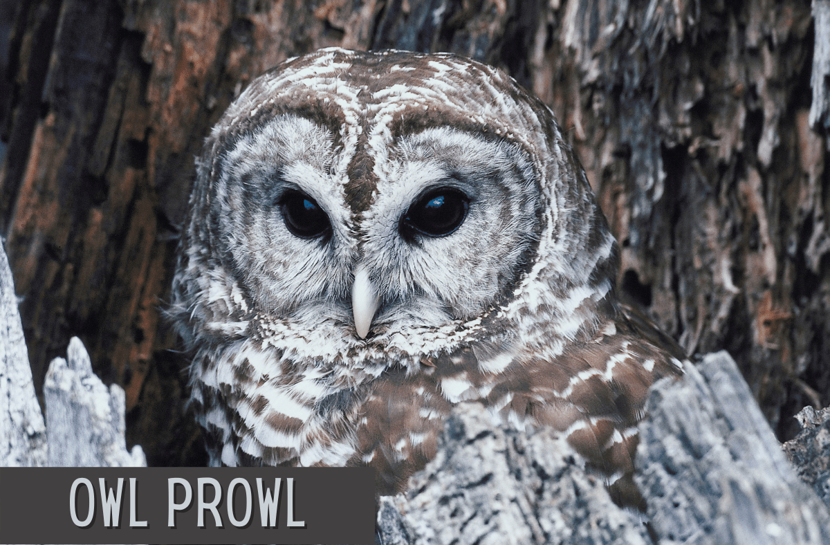 Family Friendly Owl Prowl