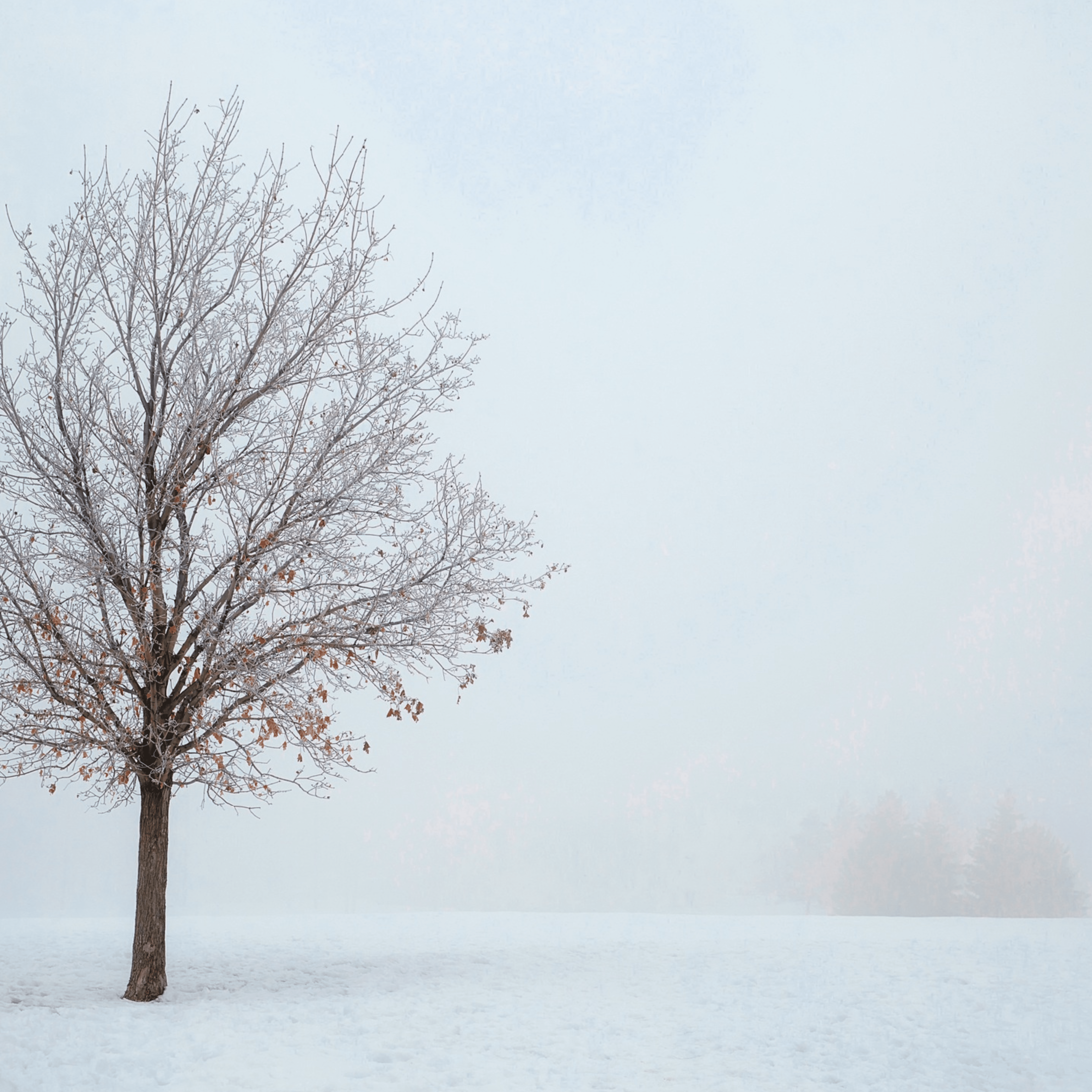 Winter Tree ID - The Nature Institute