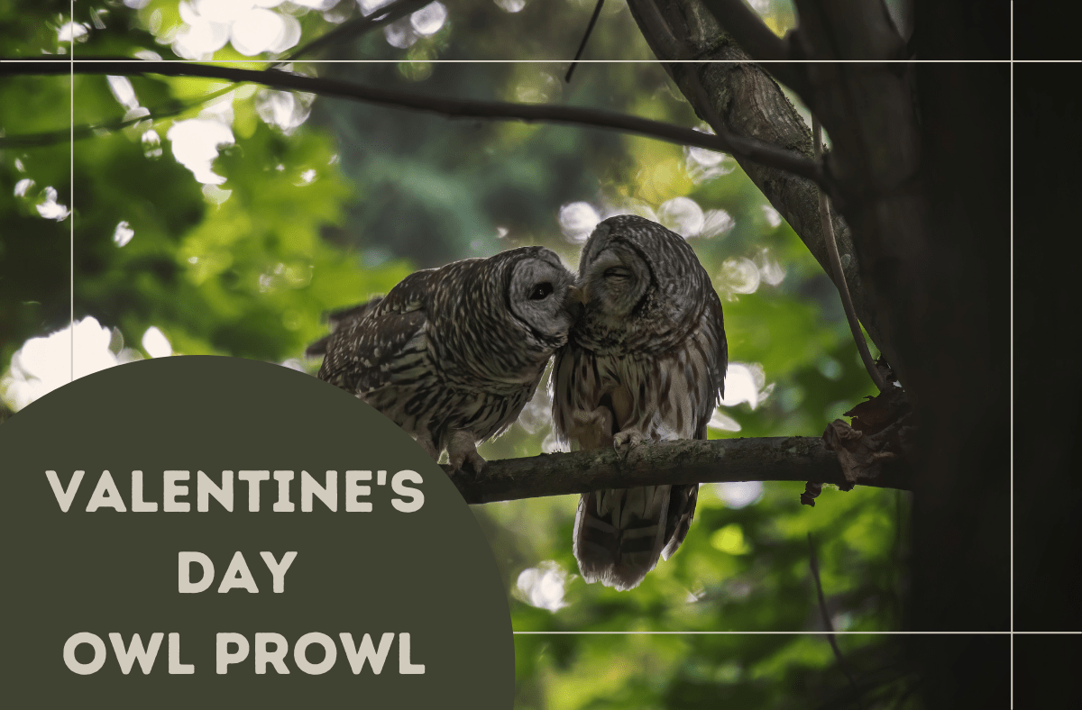 Valentine's Day Owl Prowl