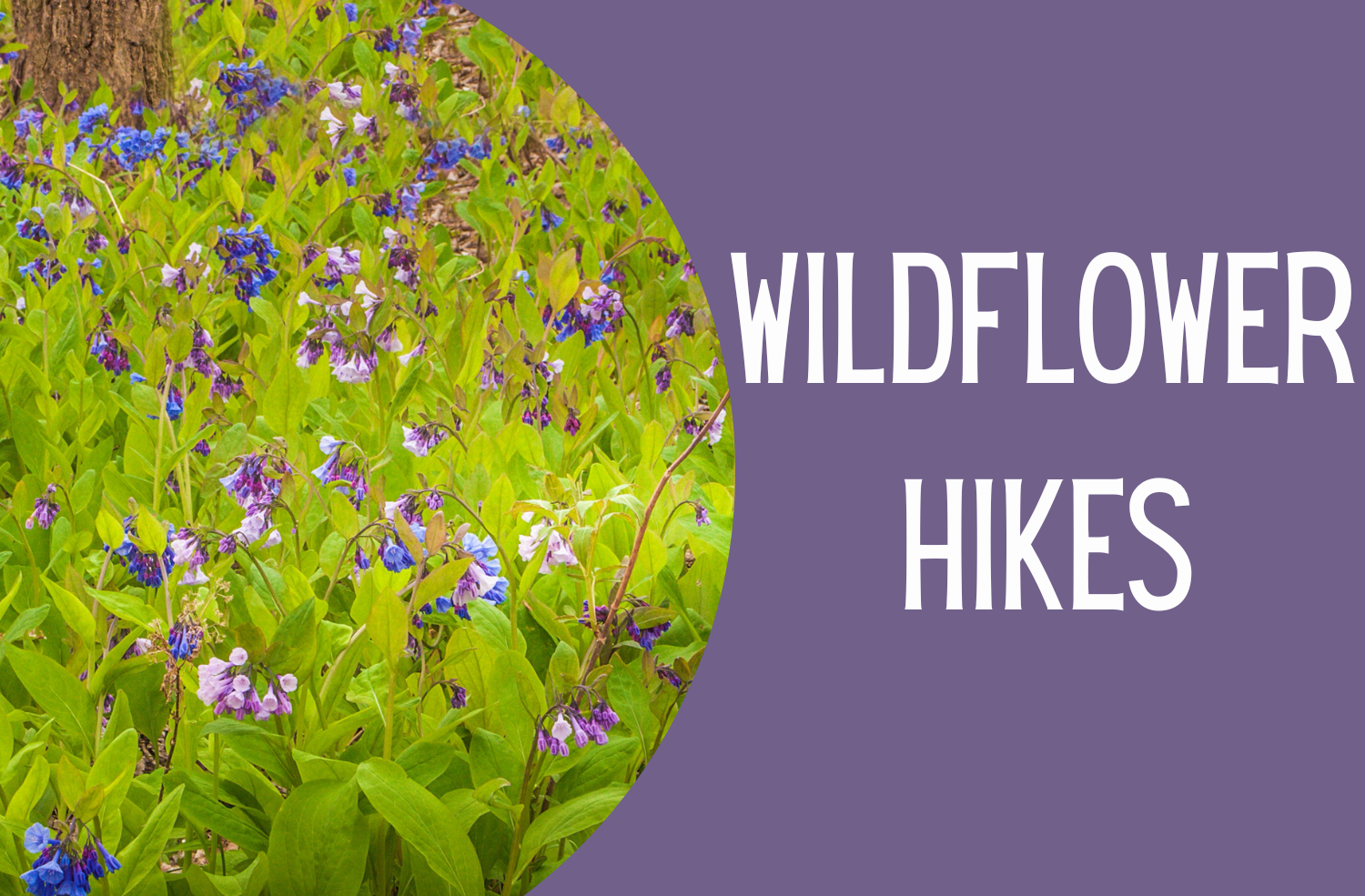 Wildflower Walk