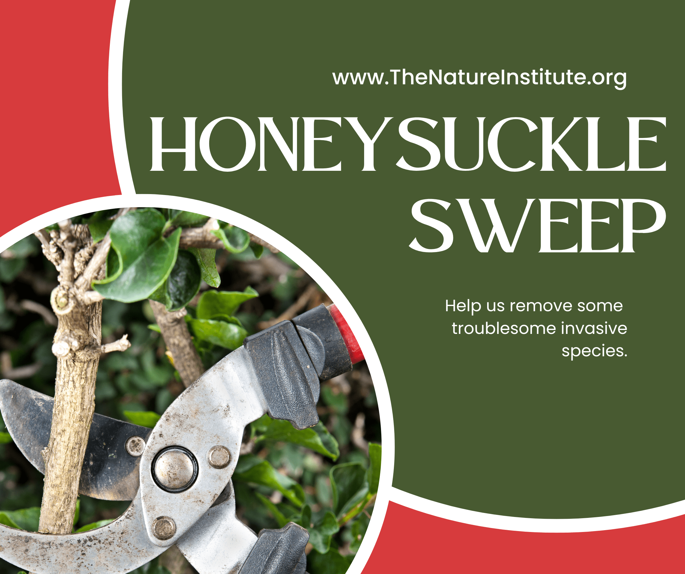 Honeysuckle Sweep