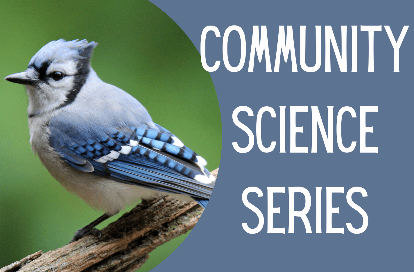 Community Science Series: Birds