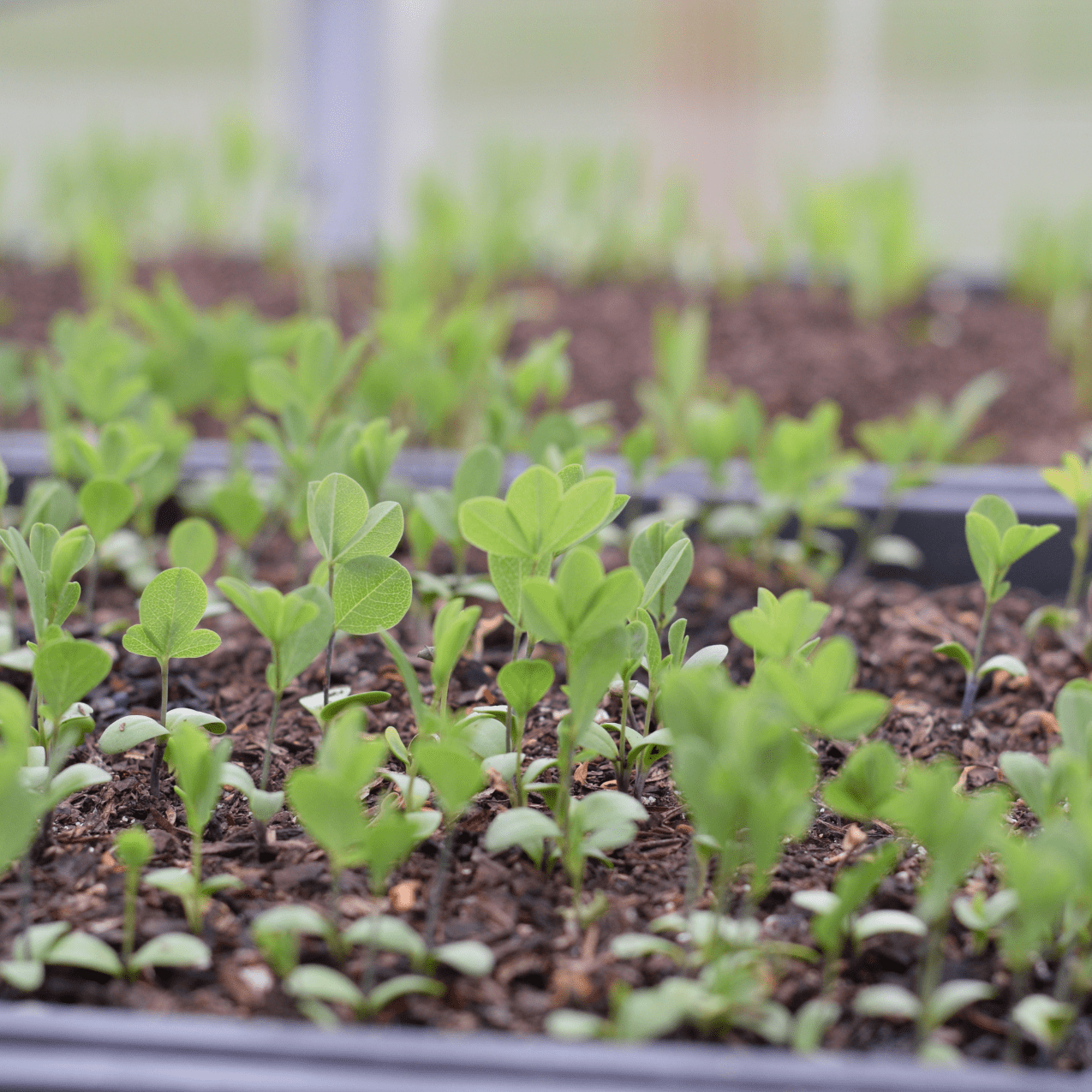 Native Plant Sale