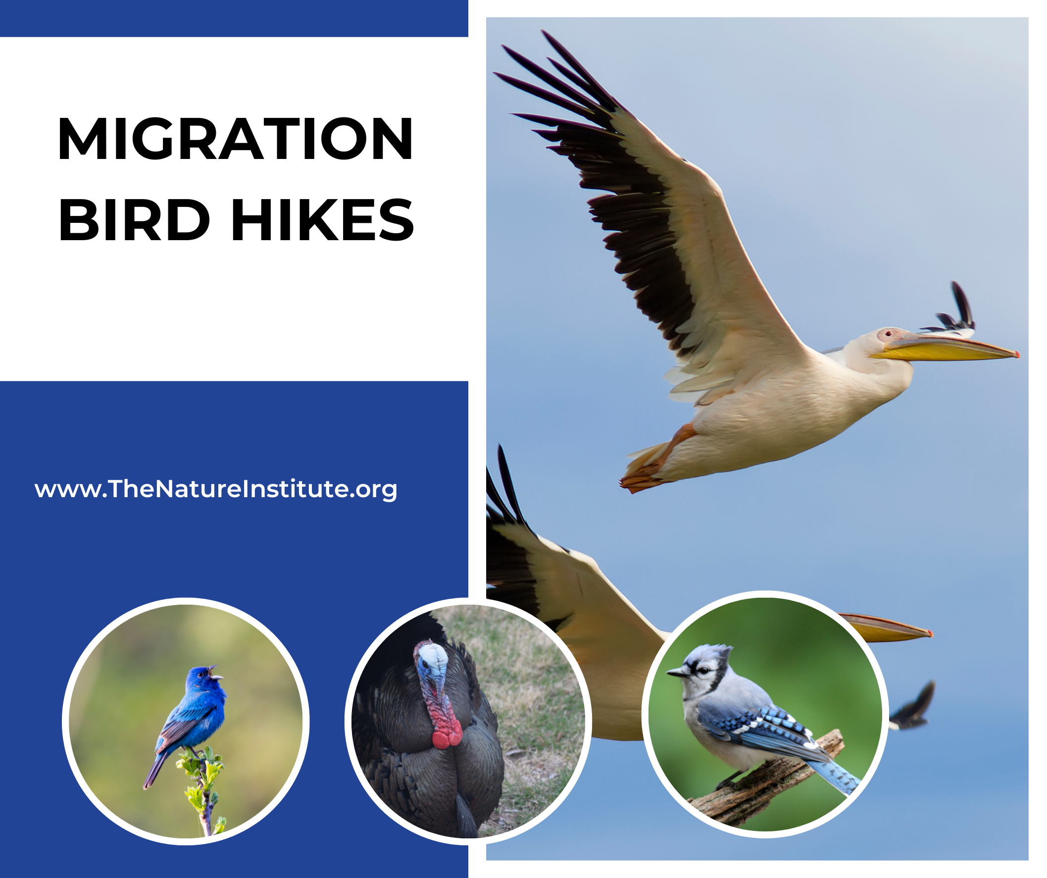 Cancelled: Migration Bird Hikes
