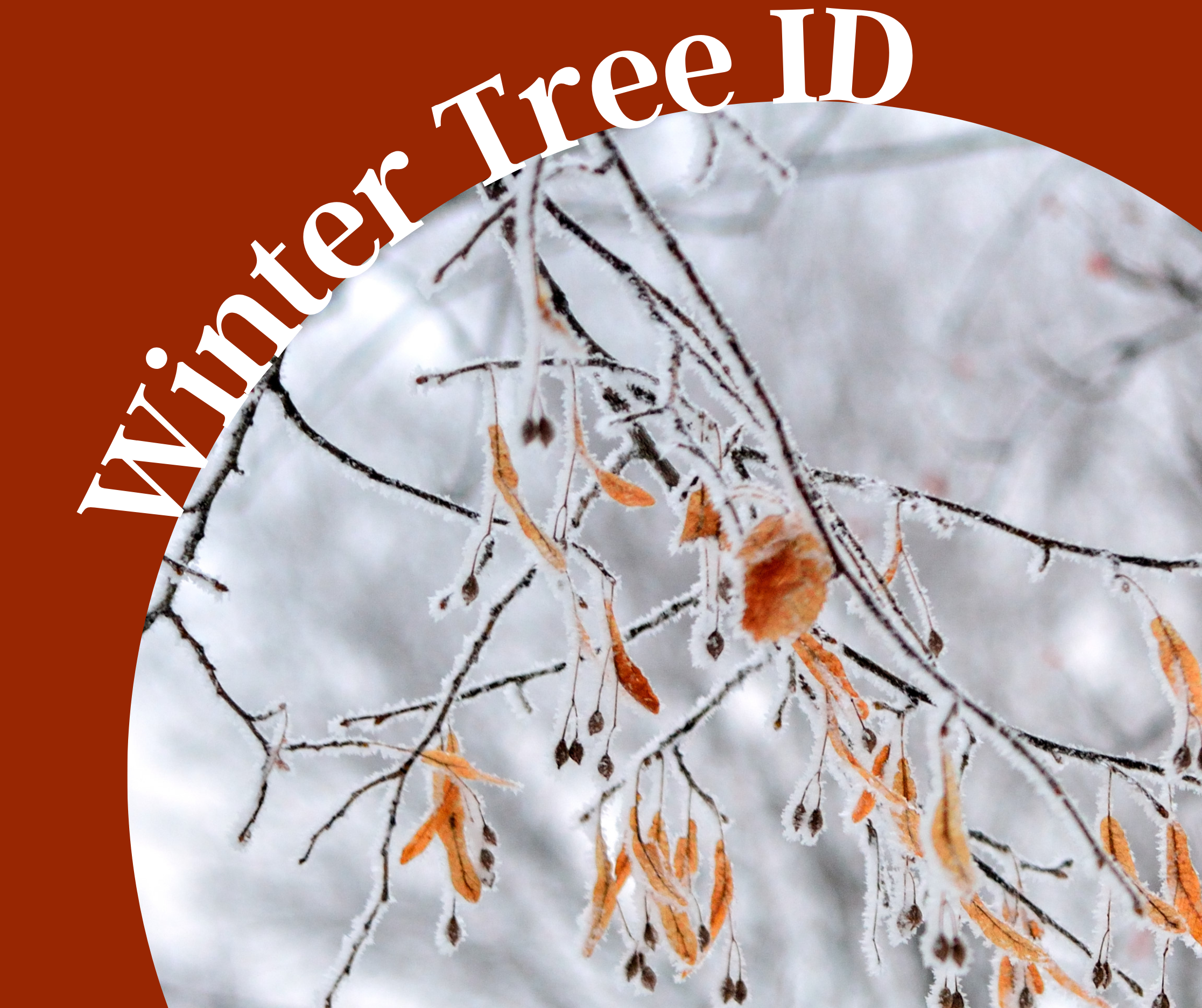 Winter Tree ID