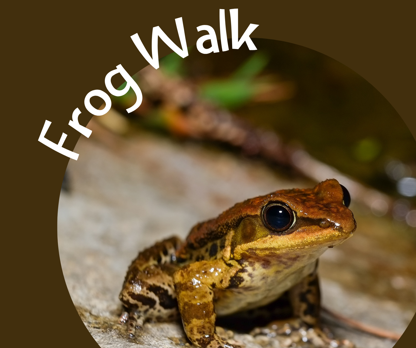 Frog Walk