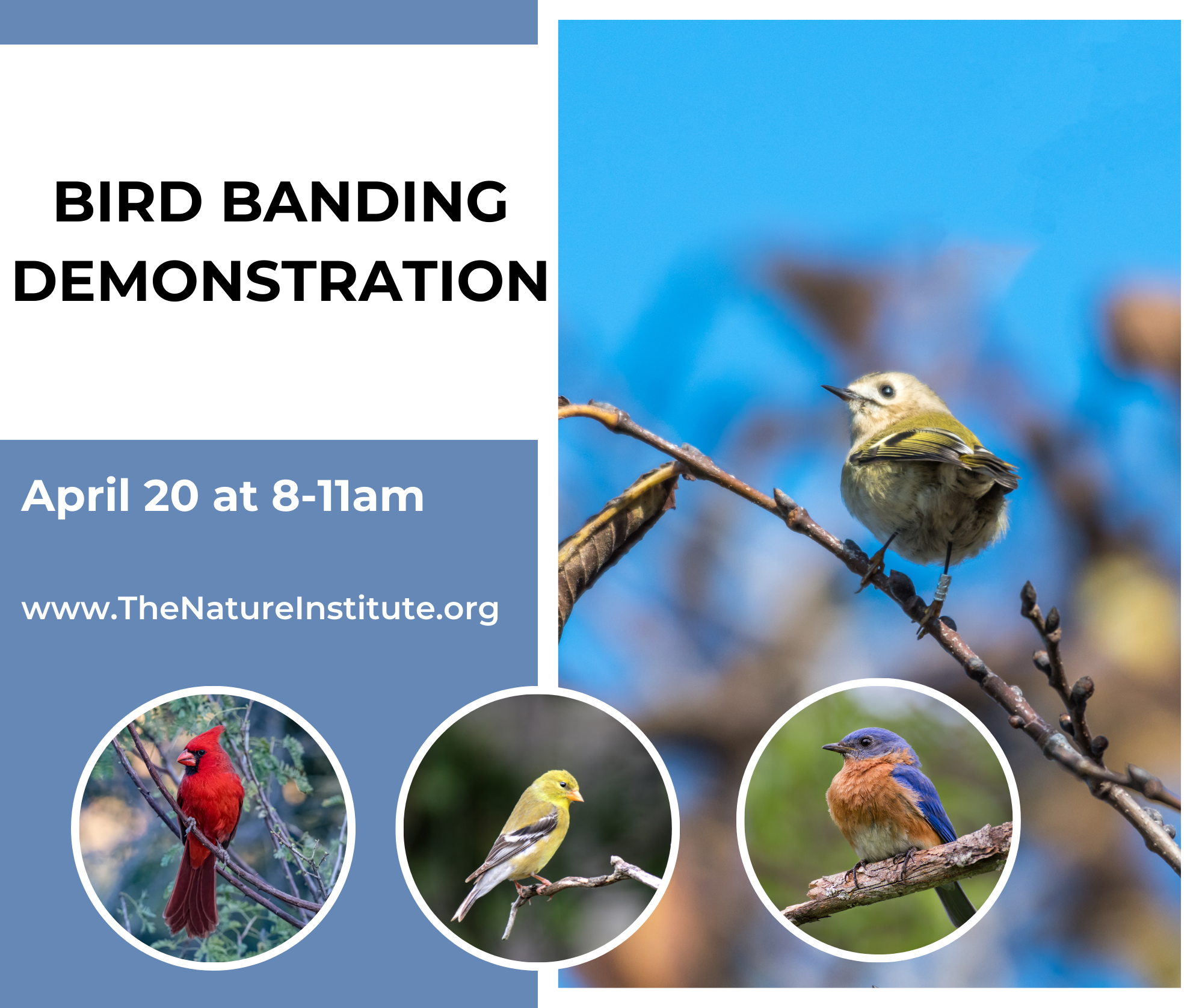 Cancelled: Bird Banding Demonstration
