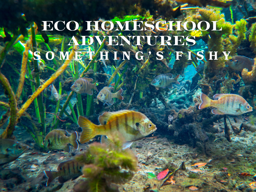 ECO Homeschool Adventures: Something's Fishy