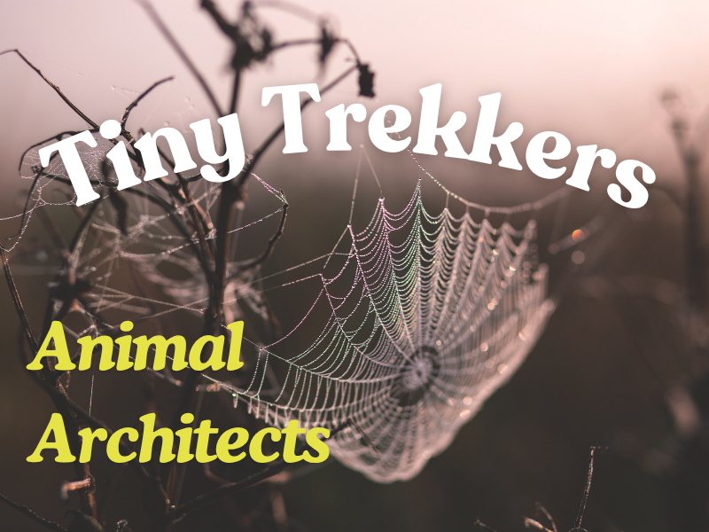 Tiny Trekkers: Animal Architects