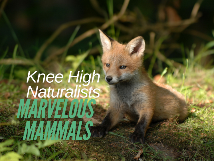 Knee High Naturalists: Marvelous Mammals