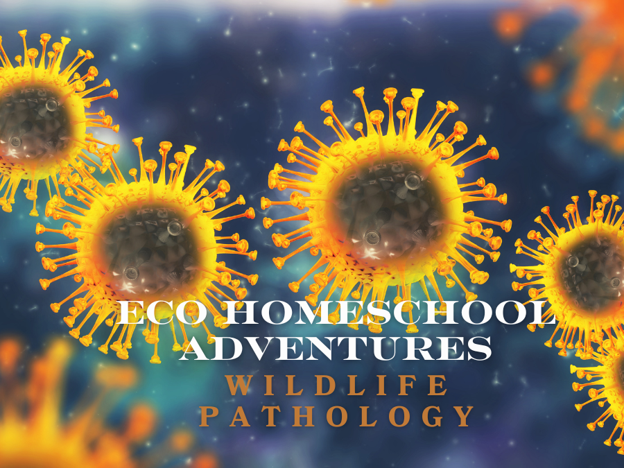 ECO Homeschool Adventures: Wildlife Pathology (6th - 12th)
