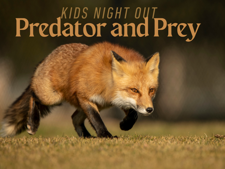 Kids Night Out: Predator & Prey