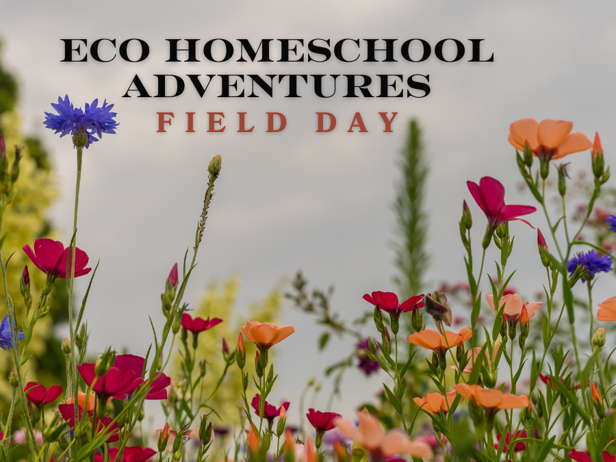 Homeschool Field Day - Fall Field Day
