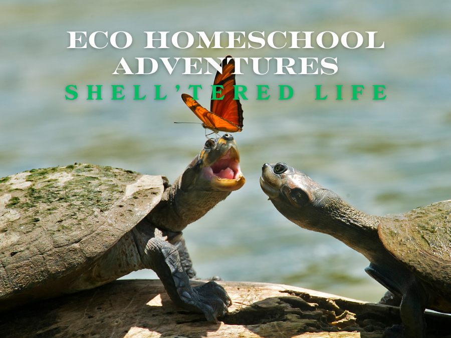 ECO Homeschool Adventures: "Shell"-tered Life