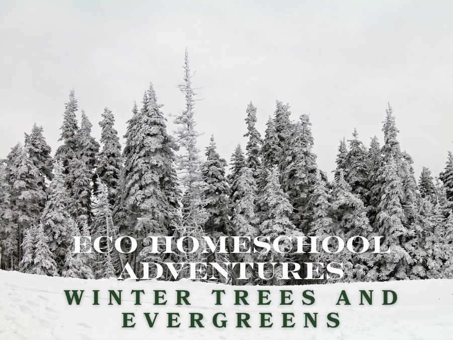 ECO Homeschool Adventures: Winter Trees and Evergreens