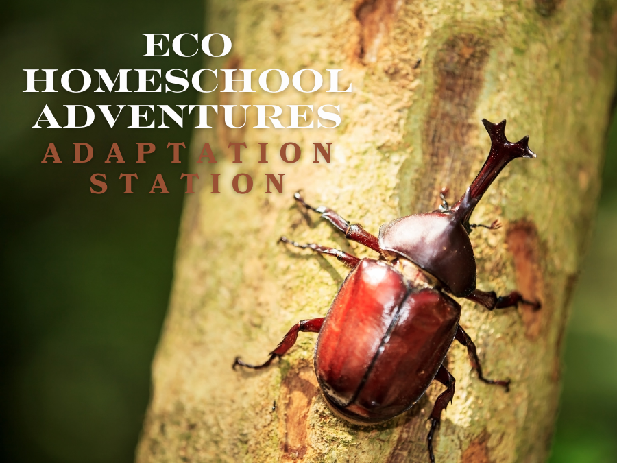 ECO Homeschool Adventures: Adaptation Station