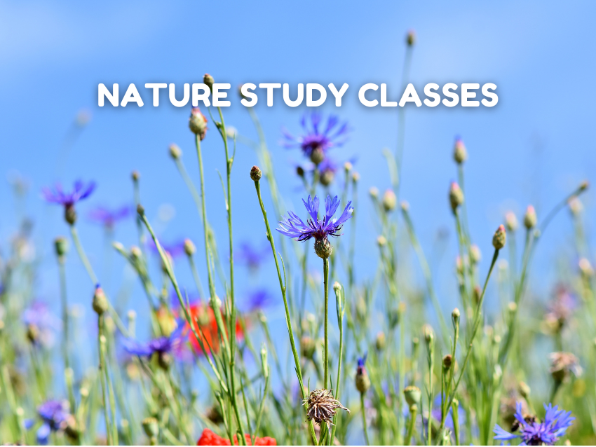 Spring Edible and Medicinal Plants