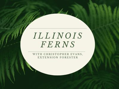 Ecology and Identification of Common Woodland Ferns in Illinois