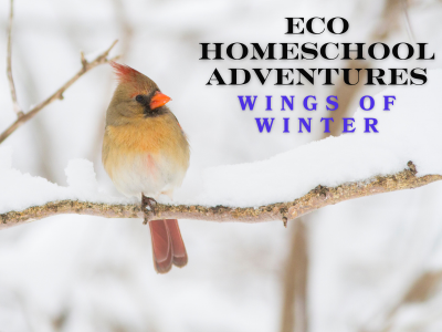 ECO Homeschool Adventures: Wings of Winter