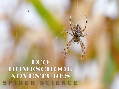ECO Homeschool Adventures: Spider Science