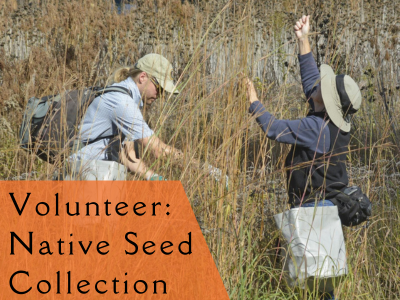 Volunteer: Native Seed Collecting at Heartland