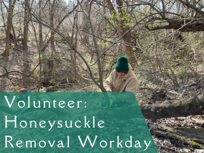 Volunteer: Honeysuckle Removal Workday
