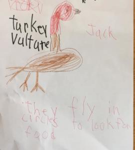 turkey vulture jack mae