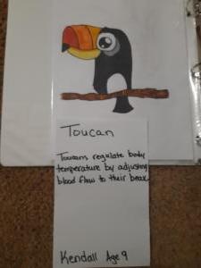 Toucan_Kendall_Kribs