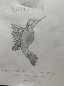 hummingbird ksteiner